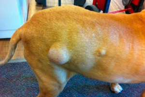 Кіста собаки - симптоматика захворювання Кіста собаки - симптоматика захворювання