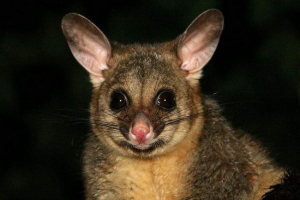 Cysttheliy happing cooks - деревні лазекс тварин Cysttheliy happing cooks - деревні лазекс тварин