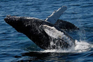 Кита гладка японська - найбільш уразливий погляд на землю Кита гладка японська - найбільш уразливий погляд на землю