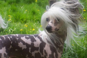 Китайська гребена - декоративна собака Китайська гребена - декоративна собака