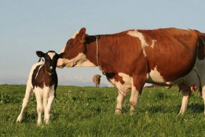 Китайська корова nu-ню, яка з'явилася внаслідок клонування, народила теля Китайська корова nu-ню, яка з'явилася внаслідок клонування, народила теля