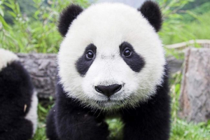 Китайські вчені вирішили язик панд Китайські вчені вирішили язик панд