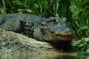 Китайський алігатор - рідкісний рептилій типу Китайський алігатор - рідкісний рептилій типу