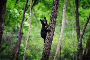 Китайський фермер врятував працівника ведмедя, який був прийнятий для цуценя Китайський фермер врятував працівника ведмедя, який був прийнятий для цуценя