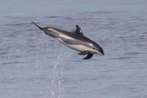 Белобокі дельфін Белобокі дельфін