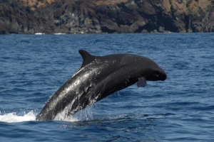 Малий kink (чорний) Малий kink (чорний)