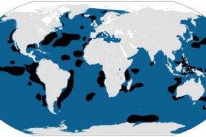 Горбах або горбатий кит Горбах або горбатий кит