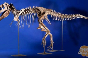 Кладовище динозавра Кладовище динозавра