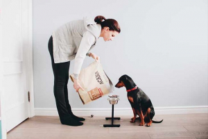 Класифікація корму собак Класифікація корму собак