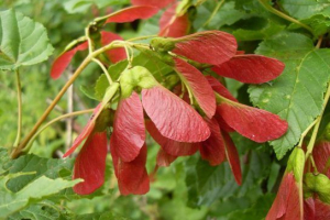 Клен татар Клен татар