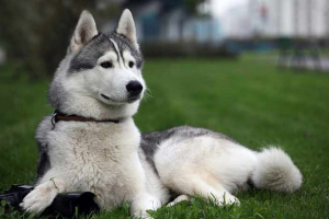 Псевдоніми для дівчат husky - топ-30 кращих Псевдоніми для дівчат husky - топ-30 кращих