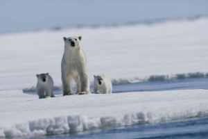 Кліматичні зони та ремені росії Кліматичні зони та ремені росії