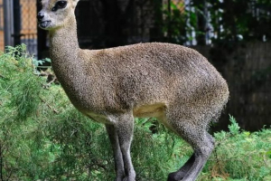 Clippspringer - компактний антилоп Clippspringer - компактний антилоп