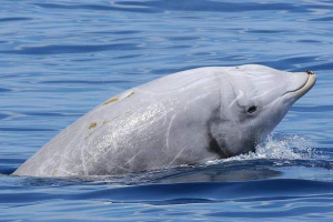 Криворія - каттоподібна з червоної книги Криворія - каттоподібна з червоної книги