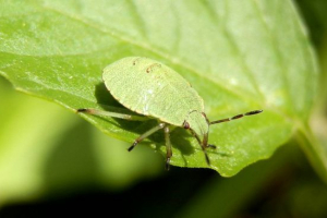 Blug smeychka Blug smeychka