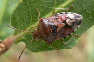 Жалюзі: різноманітні види та спосіб життя Жалюзі: різноманітні види та спосіб життя