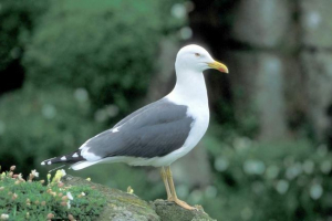 Clum - новий тип чайки Clum - новий тип чайки