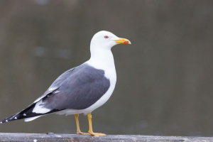 Бездушний Бездушний