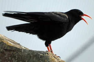 Клушица - птах брендів Клушица - птах брендів