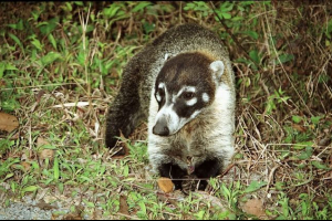 Caifica - довга шкіра смішна тварина Caifica - довга шкіра смішна тварина