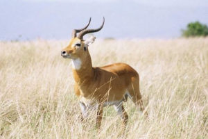 Cob або barsh goat з африки Cob або barsh goat з африки