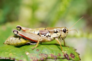Чортів - бездоганний коник Чортів - бездоганний коник