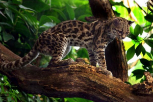 Codecode - чилійський cat-vampire Codecode - чилійський cat-vampire