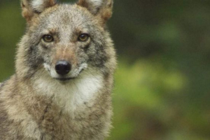 Cooler - вовк + койот Cooler - вовк + койот