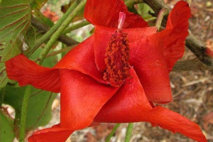 Кокійо Кокійо