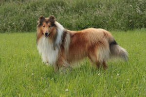 Коллі довгошерсті: характеристика шотландської породи Коллі довгошерсті: характеристика шотландської породи