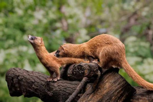 Доповідачі - що це тварина? Доповідачі - що це тварина?