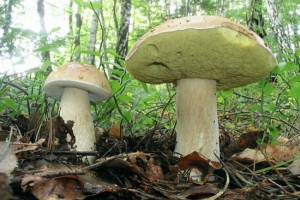 Совок (білий березовий гриб) Совок (білий березовий гриб)