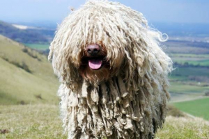 Командувальник. Опис, особливості, типи, догляд та громадський командувач Командувальник. Опис, особливості, типи, догляд та громадський командувач