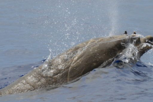 Пояс командувача (пояса залякування) Пояс командувача (пояса залякування)