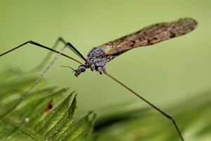 Комар шелоножа Комар шелоножа
