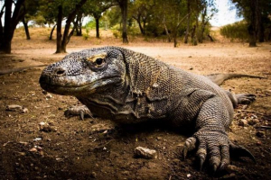 Dresser varan - гігантська ящірка Dresser varan - гігантська ящірка