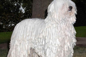 Компандор (угорська вівчарка): собака - пастух Компандор (угорська вівчарка): собака - пастух