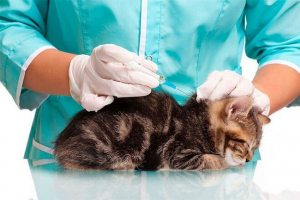 Комплексні вакцинації для кішок Комплексні вакцинації для кішок