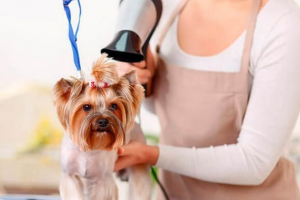 Всеосяжний догляд за автомобілем - догляд Всеосяжний догляд за автомобілем - догляд