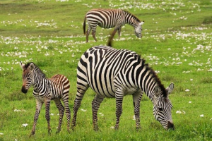 Концепція типу - різні системи перегляду терміну вигляд в біології Концепція типу - різні системи перегляду терміну вигляд в біології