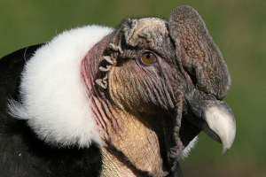 Кондорс - які птахи? Кондорс - які птахи?