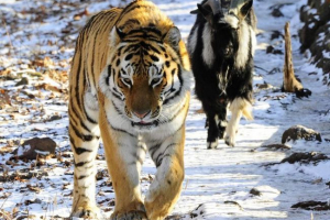 Кінець дружби тимура і амур Кінець дружби тимура і амур