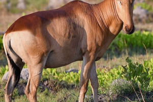 Поєднання Поєднання