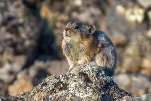 Копитний лем Копитний лем