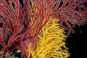 Корали та всі найцікавіші з них Корали та всі найцікавіші з них