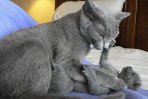 Корат - сама божественна порода вітчизняних кішок Корат - сама божественна порода вітчизняних кішок