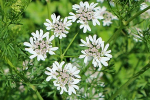 Коріандр посіву Коріандр посіву