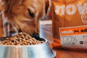 Зараз свіжа їжа собака - плюси і мінуси Зараз свіжа їжа собака - плюси і мінуси