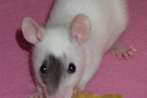 Годівлі декоративні щури: основні правила Годівлі декоративні щури: основні правила