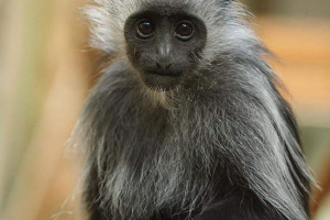 Royal colobus - primat з білими бік-бардами Royal colobus - primat з білими бік-бардами